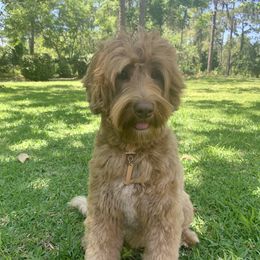 Luna  - Australian Labradoodle