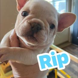 Rip - Cream male French Bulldog puppy in Seneca, South Carolina from Burrell’s Bulldog Kingdom