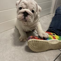 Bulldog and French Bulldog Puppies from The Georgia Bully Bunch