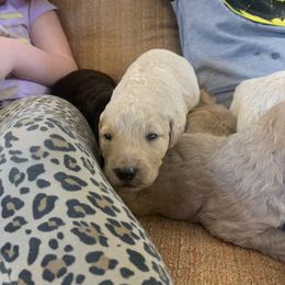 Goldendoodle Puppies from Blue Valley Goldendoodles