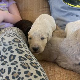 Goldendoodle Puppies from Blue Valley Goldendoodles
