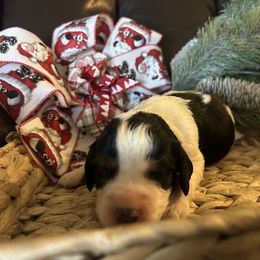 Hope - Black white and tan female English Springer Spaniel puppy in Las Vegas, Nevada from Legacy