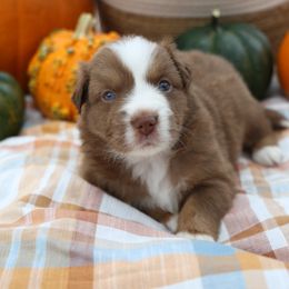 Miniature Australian Shepherd Puppies from Firefly River Mini Aussies