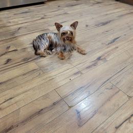 Kali - Yorkshire Terrier