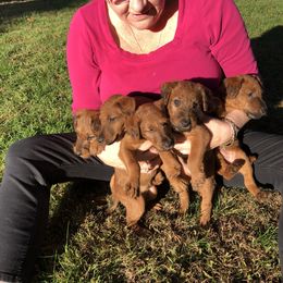 Irish Terrier Puppies from Galeway Irish Terriers