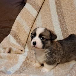 Girl 2 - Sable female Pembroke Welsh Corgi puppy in Kansas from Lindsey Martin