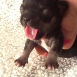 Chihuahua Puppies from Chilove Chihuahuas