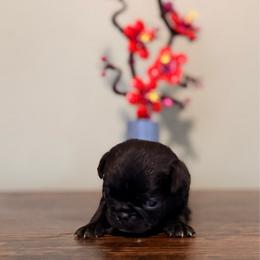 Capri - Black female Pug puppy in Smiths Station, Alabama from Magnolia Pugs