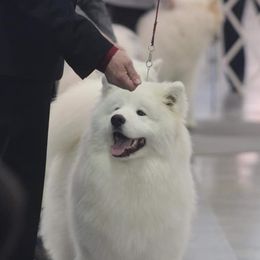 Samoyeds from Mystic Frost Samoyeds