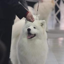 Samoyeds from Mystic Frost Samoyeds