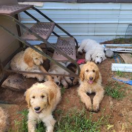 Boy 3 - Cream male Goldendoodle puppy in Athelstane, Wisconsin from Caldron Falls Doodles and Poodles