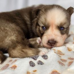 Maki - Red and white female Siberian Husky puppy in Buckeye, Arizona from Anime Huskies