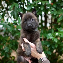 Grey - Black brindle male Dutch Shepherd puppy in Auburn, Georgia from Faberge Hollandse Herdershond
