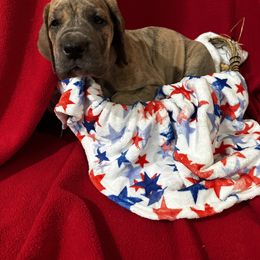 Light Pink Collared Blue Brindle Female - Greta - Blue brindle female Great Dane puppy in Gainesville, Georgia from DeBruce Danes