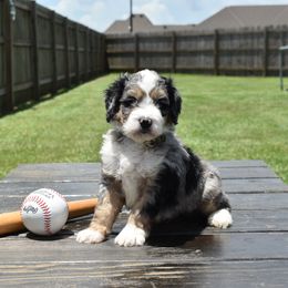 Easton - Blue merle male Bernedoodle puppy in Lake Charles, Louisiana from Journey Doodles