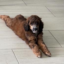 Rocket - Sable male Poodle puppy in Plant City, Florida from Empire Poodles