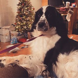 Holly - English Springer Spaniel