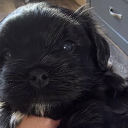 Havapoos from Havapoo Pups