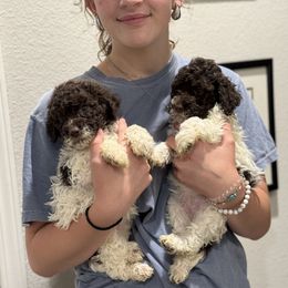 Lagotto Romagnolo Puppies from Anna’s Lagottos