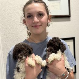 Lagotto Romagnolo Puppies from Anna’s Lagottos