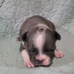 Gibson (boy 2) - Blue male French Bulldog puppy in Cabool, Missouri from Shannon French Bulldogs