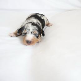 Lily - Dapple female Dachshund puppy in Fredericksburg, Ohio from William's Dachshunds