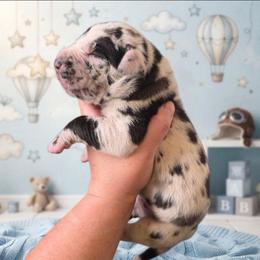 Harlequin tan or brindle point - Harlequin male Great Dane puppy in Port Clinton, Ohio from LakeSide Danes