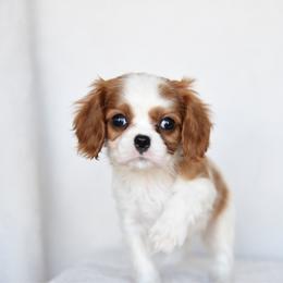 Princess - Blenheim female Cavalier King Charles Spaniel puppy in Lawton, Oklahoma from Lindsey’s Cavies