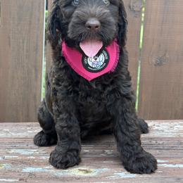Miss Pink - Chocolate female Australian Labradoodle puppy in Wake Forest, North Carolina from Lucky Country Labradoodles