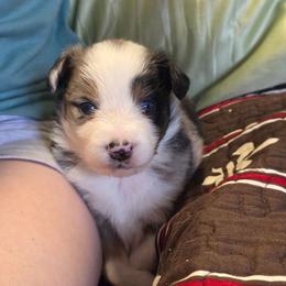 Victoria - Blue merle female Toy Australian Shepherd puppy in Leonard, Texas from Tin Roof Aussies