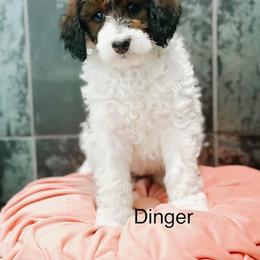 Dinger - Sable female Bernedoodle puppy in Pasco, Washington from Camp Doodle Woods