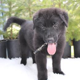 Orion - Black male German Shepherd puppy in Oakland, Oregon from VHM German Shepherds