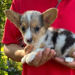 American Corgi and Pembroke Welsh Corgi Puppies from Grassy Lake Corgis