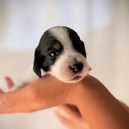 Slinky - Piebald male Dachshund puppy in Paso Robles, California from Drift & Dash Dachshunds