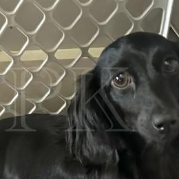 Dachshunds from PK livestock