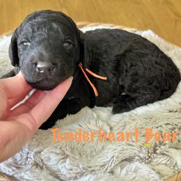 Tenderheart Bear- Orange Collar - Black male Goldendoodle puppy in Bay City, Texas from Charming Doods Goldendoodles