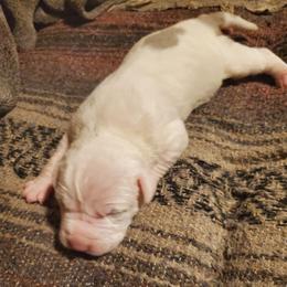 Halo - White female American Pit Bull Terrier puppy in Frederick, Maryland from •Wyngate Pits•