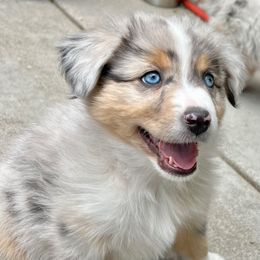 Mikey - Blue merle male Miniature American Shepherd puppy in Carson City, Nevada from Springhill Miniature American Shepherds