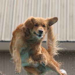 Golden Retrievers from A Golden to Love