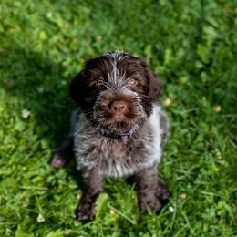 Wirehaired Pointing Griffon Puppies from Black Watch Griffons