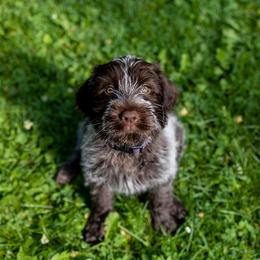 Wirehaired Pointing Griffon Puppies from Black Watch Griffons