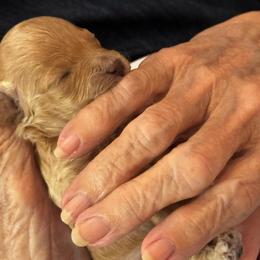 Hazelnut - Apricot female Poodle puppy in Tempe, Arizona from Teacups & Toys