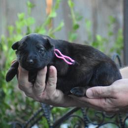 Pink collar female - Sable female German Shepherd puppy in Marianna, Florida from Haus M Godwin