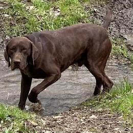 English Setters, German Shorthaired Pointers, German Wirehaired Pointers, and Labrador Retrievers from Point and Flush Gun Dogs