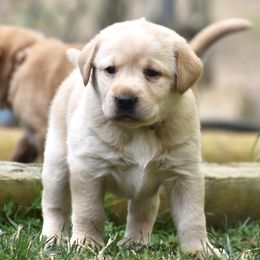 Labrador Retrievers from Wooten Retrievers