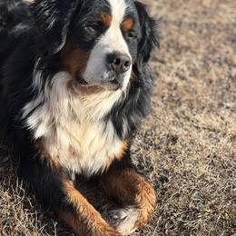 Ripp - Bernese Mountain Dog