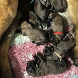 Leonberger Puppies from Invictus Leonbergers