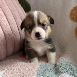Thistle - Sable male Pembroke Welsh Corgi puppy in Paxton, Illinois from McGovern Family Corgis