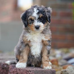 Boa - Merle male Bernedoodle puppy in Dundee, Ohio from Down Home Doodle