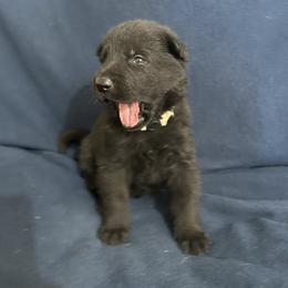 Tera - Black female German Shepherd puppy in Milan, Illinois from Stonewick German Shepherds